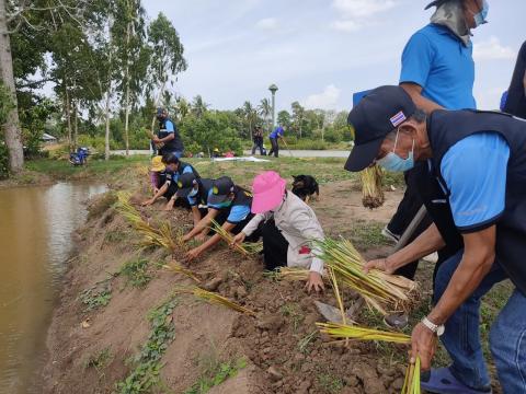 โครงการปลูกหญ้าแฝกเฉลิมพระเกียรติ ประจำปี 2565