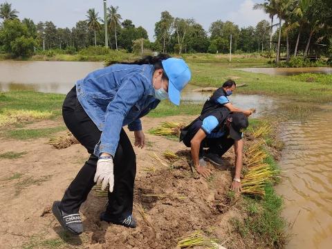 โครงการปลูกหญ้าแฝกเฉลิมพระเกียรติ ประจำปี 2565