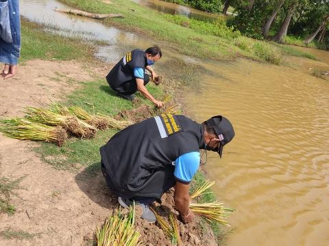 โครงการปลูกหญ้าแฝกเฉลิมพระเกียรติ ประจำปี 2565