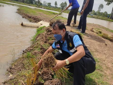 โครงการปลูกหญ้าแฝกเฉลิมพระเกียรติ ประจำปี 2565